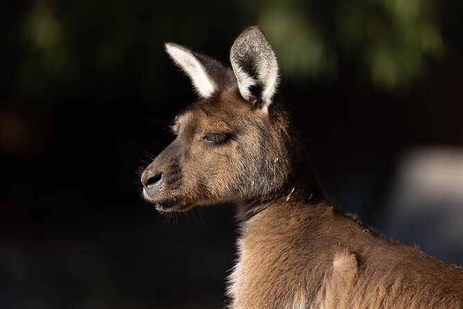 Kangaroo Experience at Healesville Sanctuary