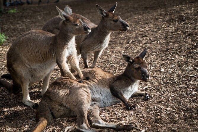 Kangaroo Experience at Melbourne Zoo