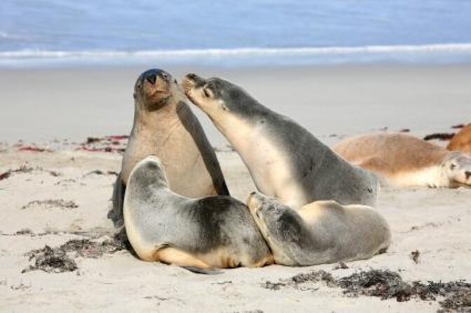 2 Best Shore Excursions In Kangaroo Island