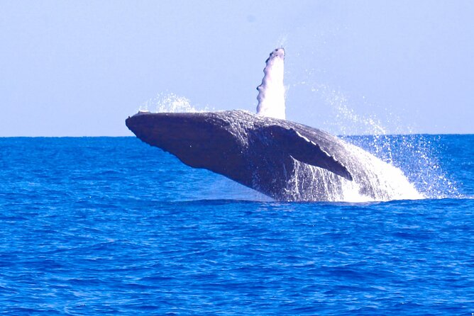 Kauais Ultimate WEST SIDE Whale & Dolphin Zodiac Boat Adventure - Good To Know