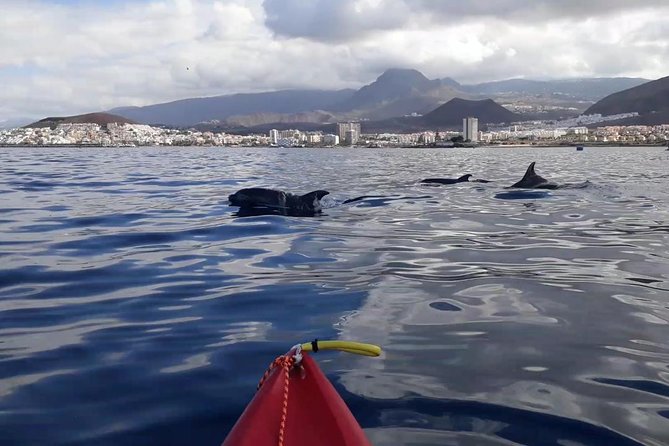 Kayak Tenerife Dolphins and Turtles Experience