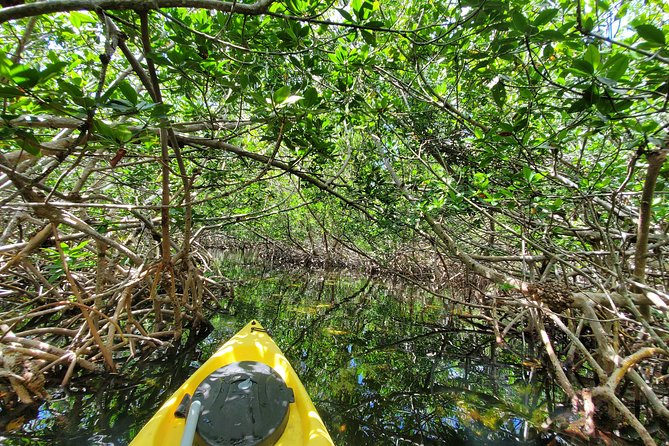 Kayak Tour of Mangrove Maze From Key West - Good To Know