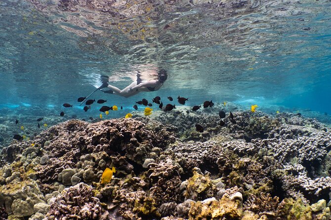 Kealakekua Bay Snorkel