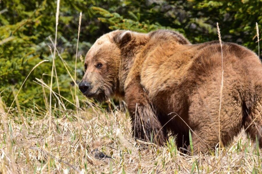 Kenai: Alaska Bear Hiking Experience by Plane - Good To Know