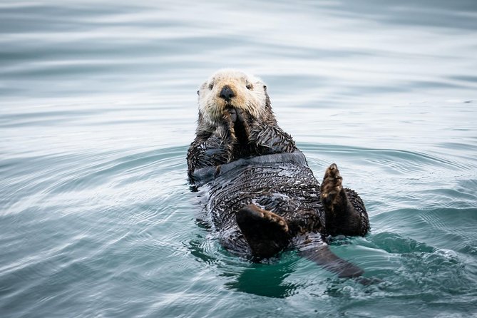 Kenai Fjords National Park Glacier & Wildlife Cruise - Good To Know