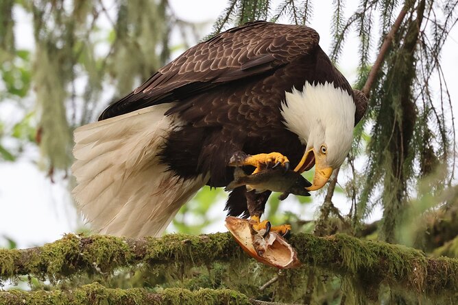 Ketchikan Private Wildlife and Native Village Tour - Good To Know