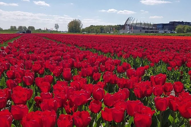 Keukenhof & Flowerfarm Tour From Amsterdam Skip-The-Line Tickets - Good To Know