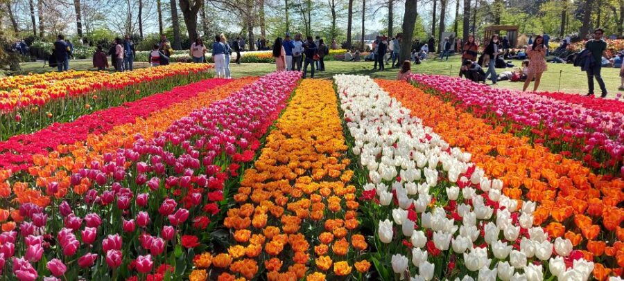 Keukenhof & Tulip Farm Free Travel Guide Incl Transfer - Good To Know