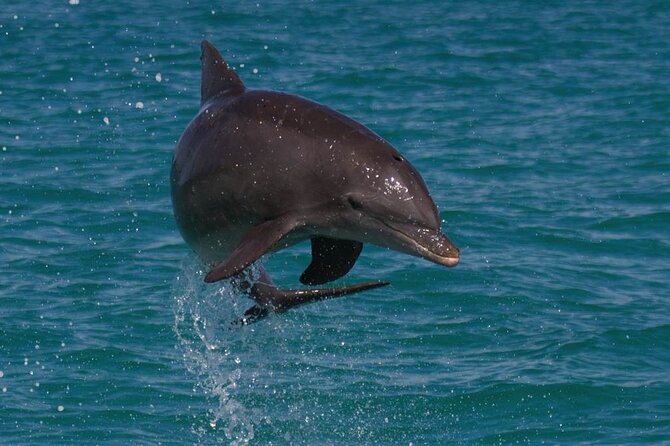 Key West Small Group Dolphin Viewing & Snorkeling Tour - Good To Know