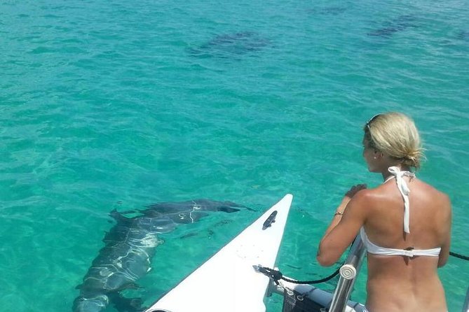 Key West Wild Dolphin Sail and Shallow-Water Snorkel - Good To Know
