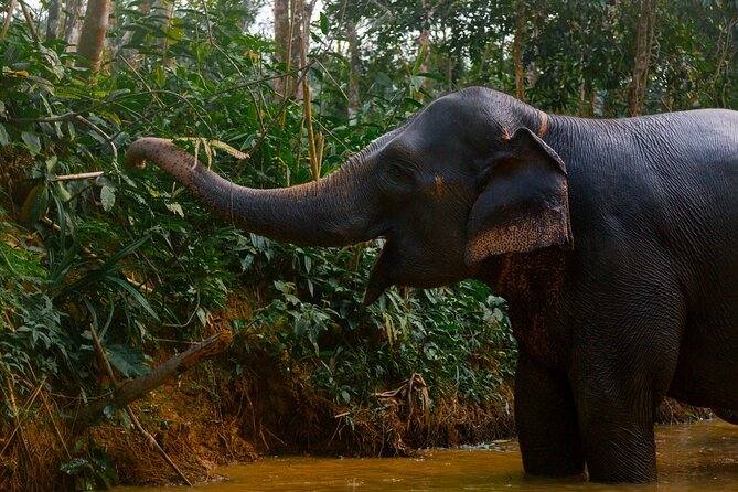 Khao Lak Ethical Elephant Sanctuary Small Group Tour