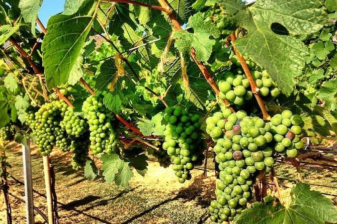 Khao Yai Winery - Vineyard Tours & Animal Lover With Horse Farm - Good To Know