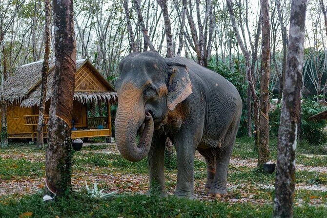 Khaolak Ethical Elephant Sanctuary Overnight Program