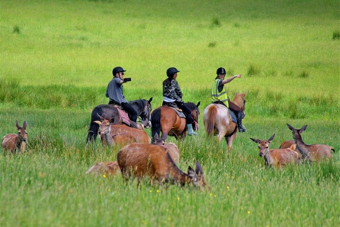 Killarney National Park Horseback Ride. Co Kerry. Guided. 3 Hours. - Overview and Highlights