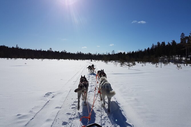 Kiruna, Swedish Lapland: Private Dog Sledding With Lunch