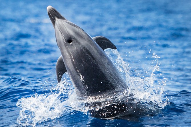 Kona, Big Island Hawaii: Small-Group Snorkel Boat Tour - Big Island of Hawaii