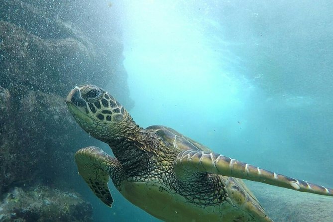 Kona Coast 3-hour Midday Snorkel Tour  - Big Island of Hawaii - Good To Know
