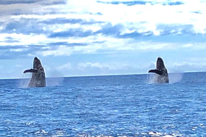 Kona Coast Humpback Whale-Watching Cruise - Big Island of Hawaii