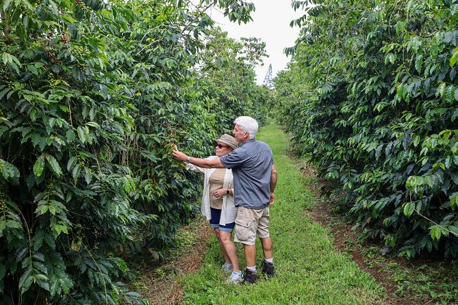 Kona Coffee From Crop to Cup: Private Coffee Farm Tour in Hawaii - Good To Know