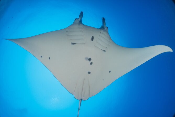 Kona Manta Ray Night Snorkel Adventure! Small Group