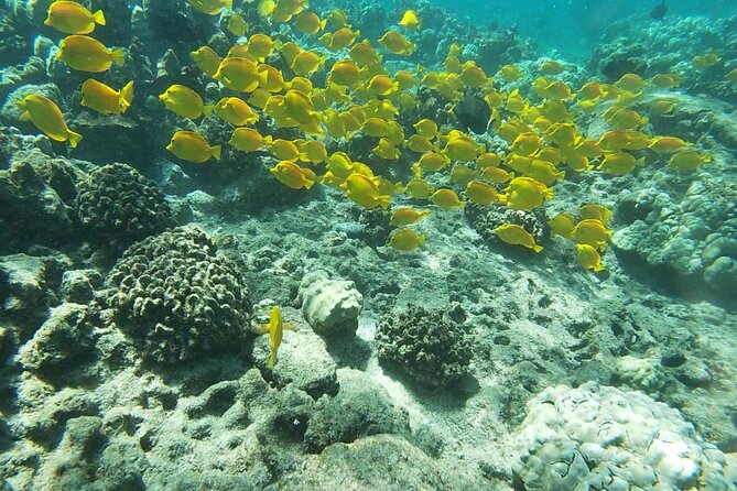 Konas Deluxe Snorkel – Beat the Crowds to Captain Cook and Place of Refuge