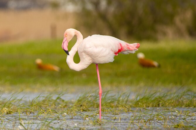 Kos Wildlife Walks: Birdwatching and Animal Photography - Good To Know