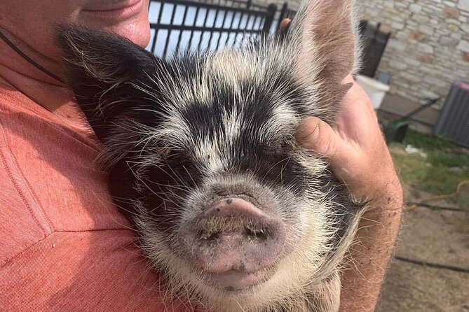 KuneKune Pig Farm Tour