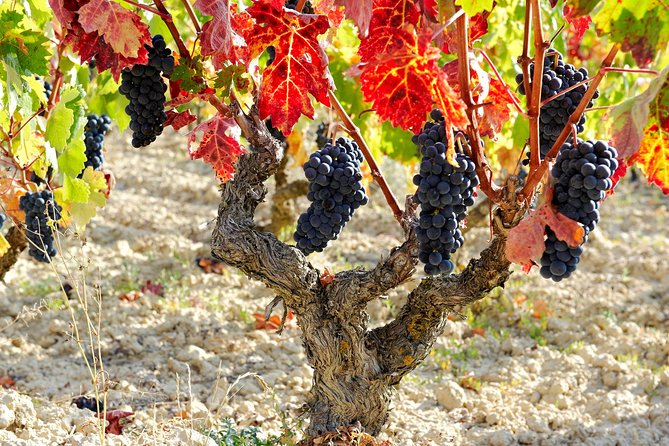 La Rioja Private Winery Visit With Wine Tasting and Lunch