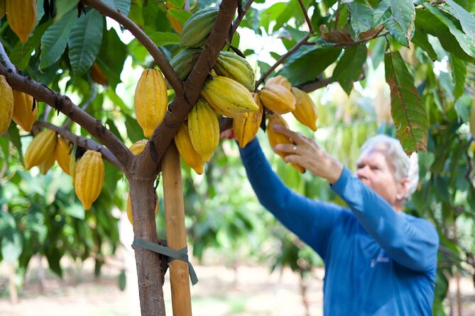Lahaina: Maui Kuia Estate Guided Cacao Farm Tour and Tasting - Good To Know