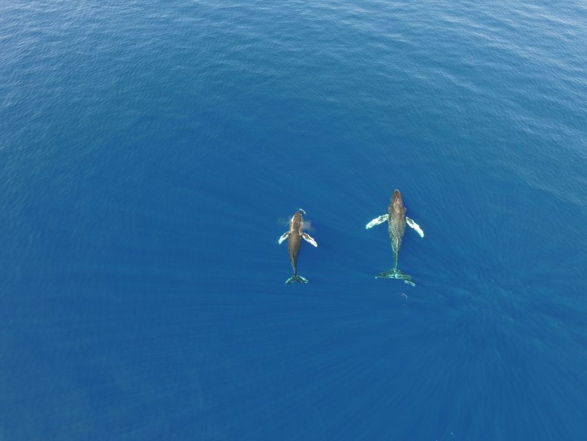 Lahaina: Private Sunset Sailing Trip & West Maui Mountains - Good To Know