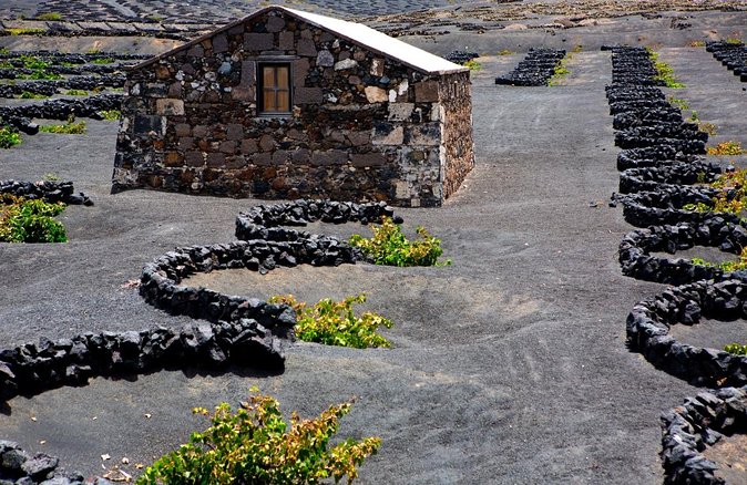 Lanzarote La Geria Vineyards Small Group Walking Tour - Good To Know
