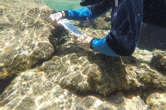 Las Canteras Beach Snorkeling and Species Identification Tour