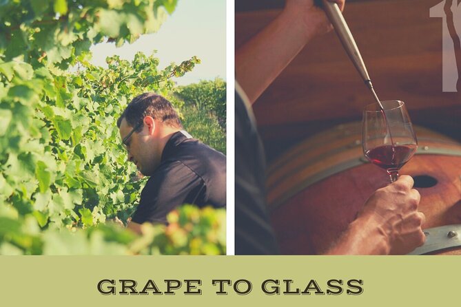 Learn About Wine Making on a Between the Lines Winery Tour  - Niagara Falls & Around - Good To Know