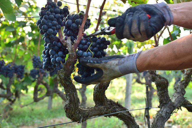 Lecce Winery Tour and Tasting - Good To Know