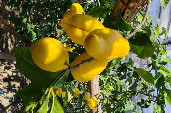 Lemon Path Hike – Amalfi Coast
