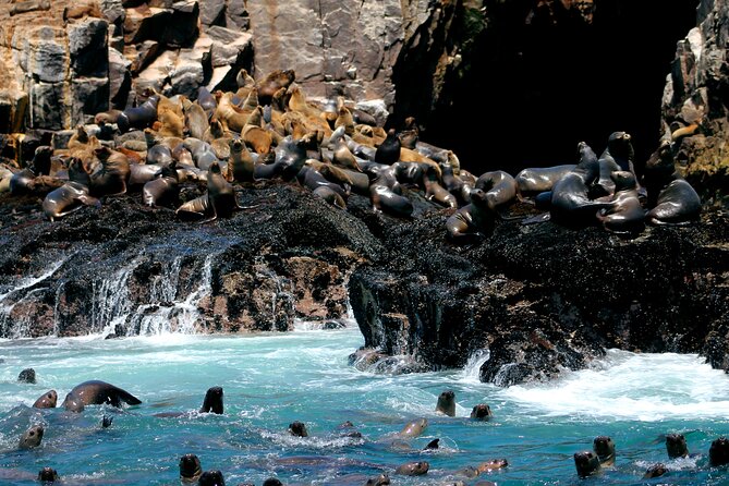 Lima Peru Sea Lions, History and Palomino Callao Islands - Good To Know