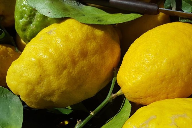 Limoncello Making and Lunch With Lemon Base