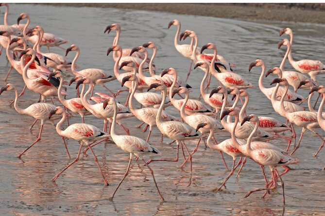 Lio Piccolo: Flamingos & Birdwatching Bike Tour in the Venetian Lagoon - Good To Know