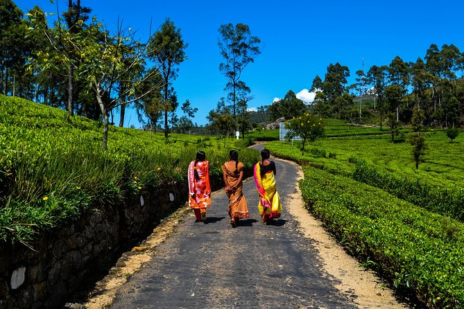 Liptons Seat and Tea Factory,Trail Amidst Tea Plantation Day Tour