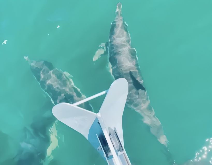 Lisbon: Tagus River Cruise, Morning, Day, Sunset, or Night - Good To Know