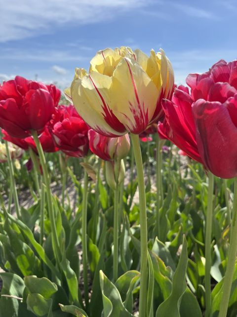 Lisse: Keukenhof and Tulperij Guided Flower Landrover Tour