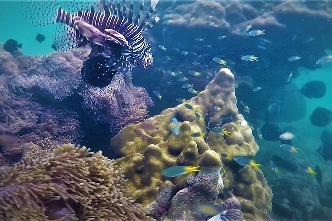 Local Reef Snorkelling and Deserted Beach - Good To Know