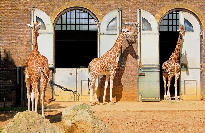 London Zoo Entry Ticket