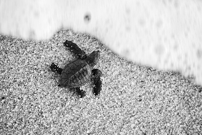 Los Cabos Turtle Release Conservation Program - Good To Know