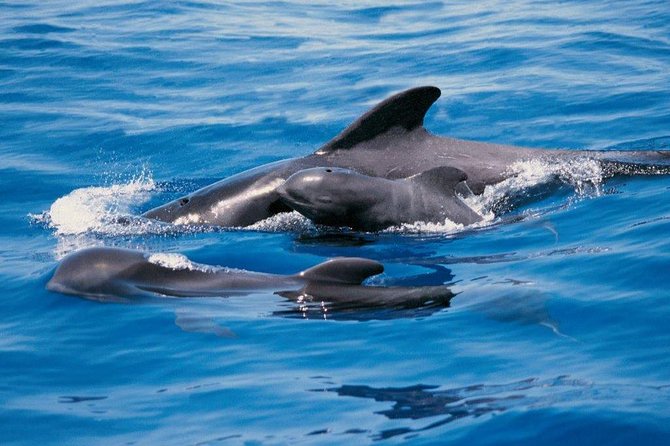 Luxury 3 Hour Catamaran Sailing In Tenerife