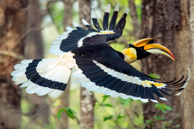 Luxury Chitwan Jungle Safari - 3 Days