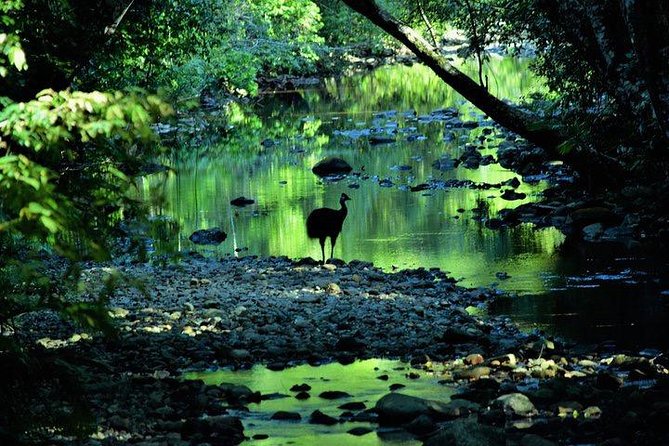 Luxury Daintree - Cape Tribulation Tour From Port Douglas