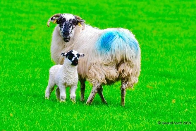 Luxury Photography Day Tour on Ring of Kerry and Skellig Ring - Fully Guided and Chauffeured