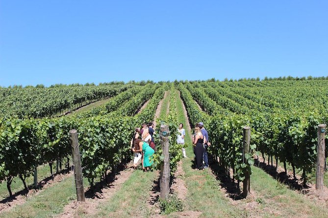 Luxury Three Vineyard Wine Tour of Sussex From Horsham