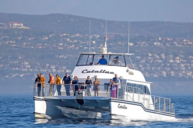 Luxury Whale Watching - Fewer People, Extra Speed, Expert Staff - Good To Know